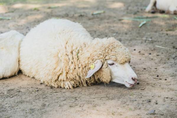 گوسفند عید قربان