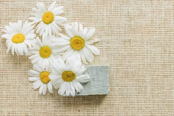 بابونه برای گر گرفتگی پا بابونه