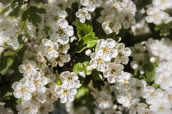 فواید زالزالک سفید برای پا زالزالک سفید