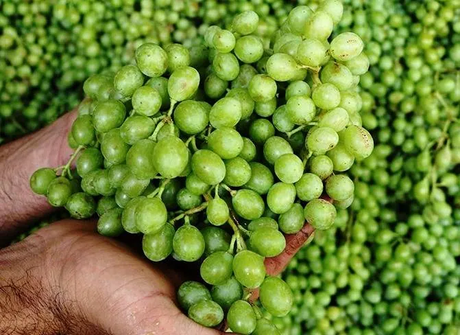 پاک کردن غوره