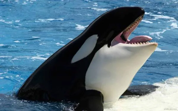 نهنگ