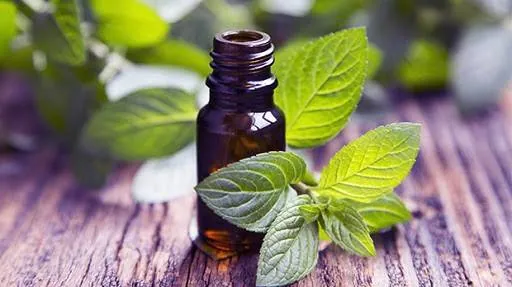 روغن نعناع