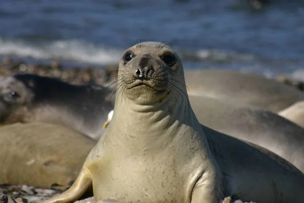 فیل seal