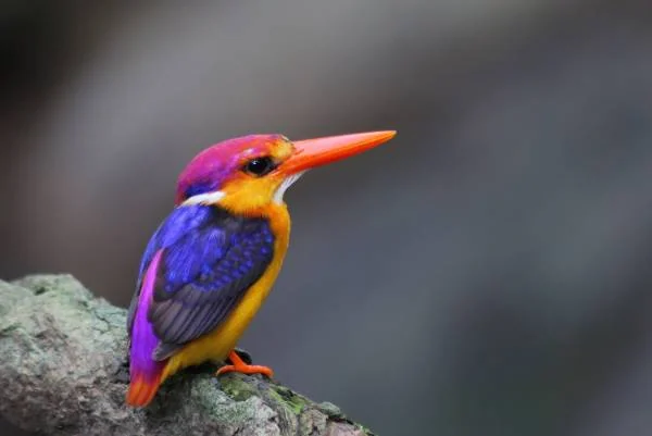 مرغ ماهی خوار سیاه