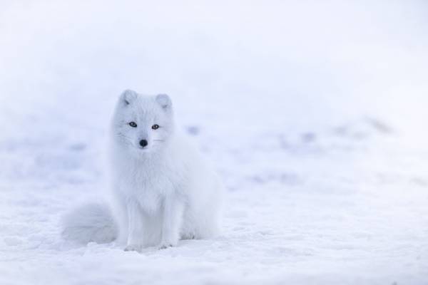  روباه قطبی
