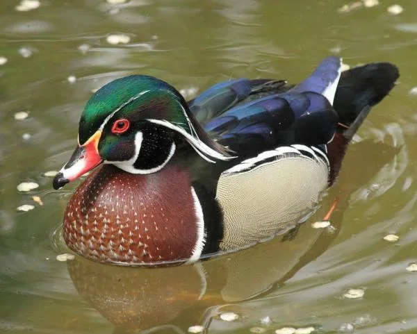 اردک جنگلی