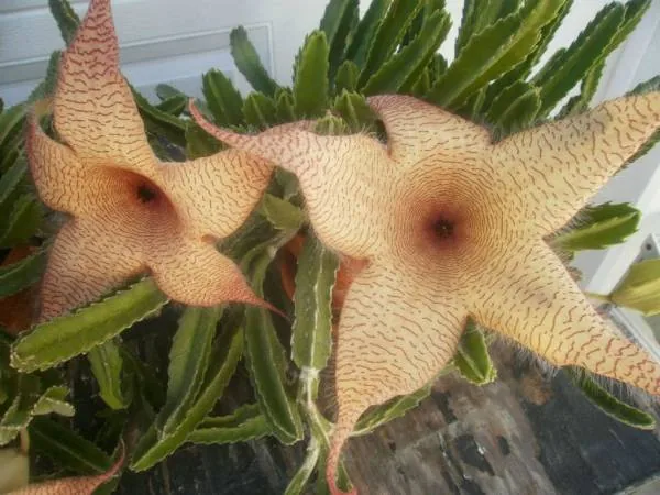 کاکتوس میرزا