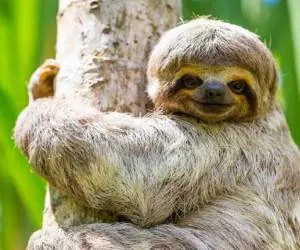 روز جهانی تنبل