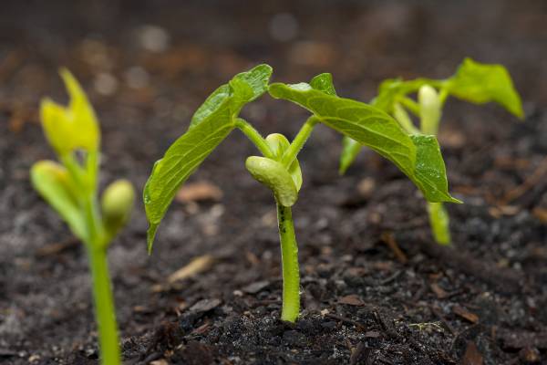 نحوه کاشت و پرورش گیاه لوبیا سبز در خانه