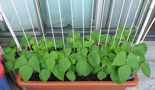 نحوه کاشت و پرورش گیاه لوبیا سبز در خانه
