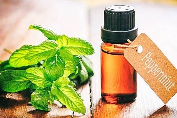 روغن نعناع فلفلی