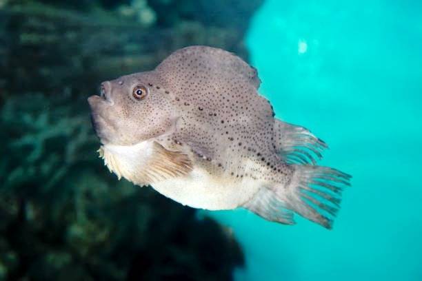 ماهی لامپساکر