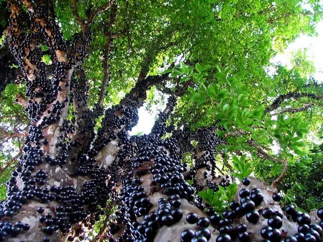 درخت بومی برزیل