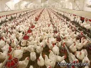 آنفولانزای طیور