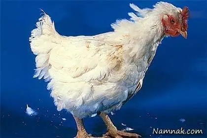  آنفلو آنزای طیور‬&lrm