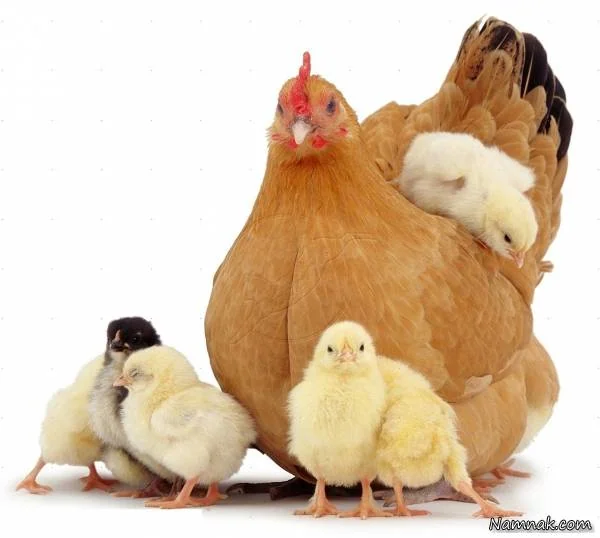 آنفلو آنزای ‫طیور‬&lrm