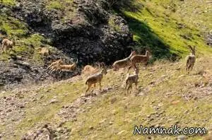 تنگوان اندیمشک