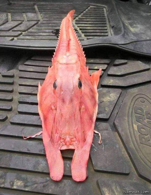 ماهی عجیب