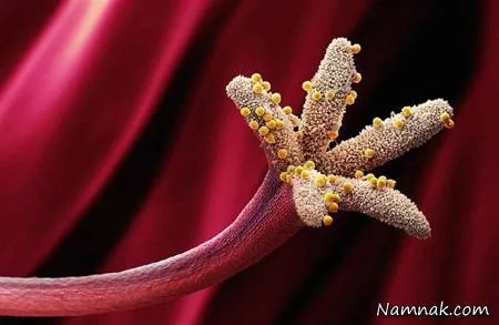 عوامل آلرژی 