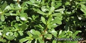 گیاه خرفه