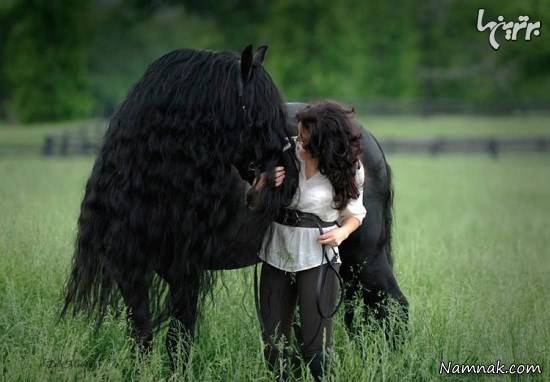 اسب سیاه