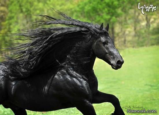 اسب سیاه