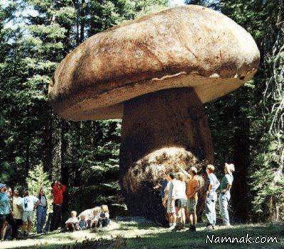 بزرگترین قارچ جهان