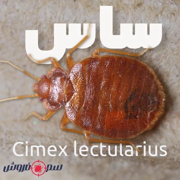 ساس چیست؟ آشنایی با Bed Bug یا ساس تختخواب