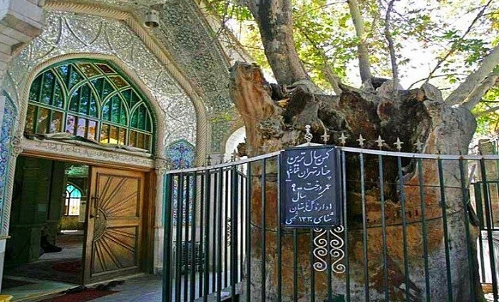 چنار امامزاده یحیی(ع)