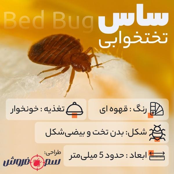 ساس چیست؟ راه ساده برای از بین بردن ساس