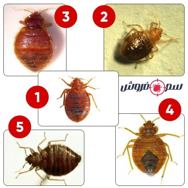 ساس چیست؟ راه ساده برای از بین بردن ساس