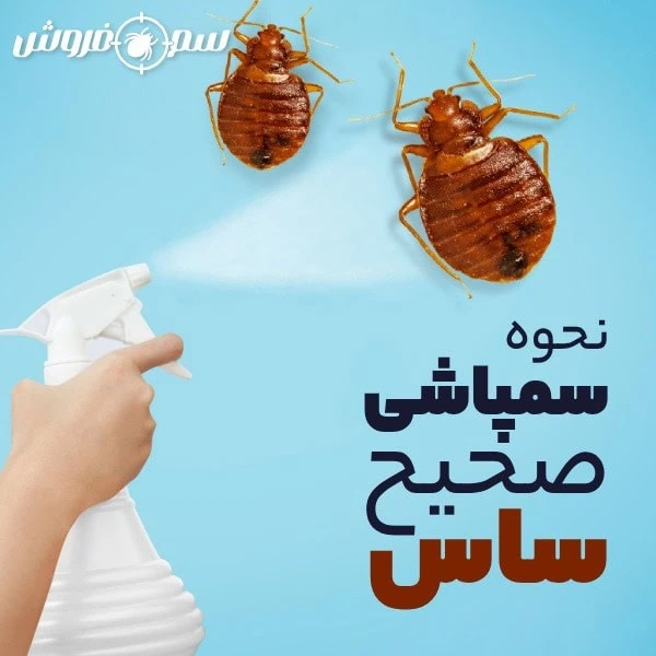 طرز صحیح سمپاشی ساس برای از بین بردن ساس
