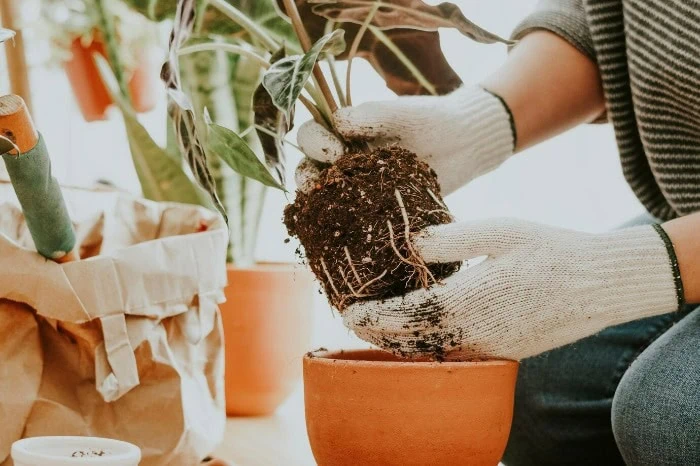 نکات مهم برای تعویض خاک گلدان