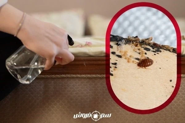 آموزش سمپاشی ساس منزل، طبق راهنمای متخصصین