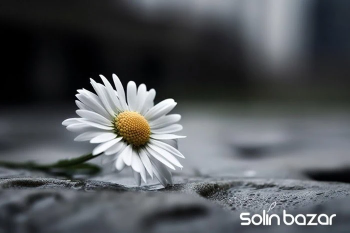 ۵ اشتباه رایج در خرید گل ترحیم و راهحل آنها انواع گل برای مراسم عزا و مسجد از سولین بازار