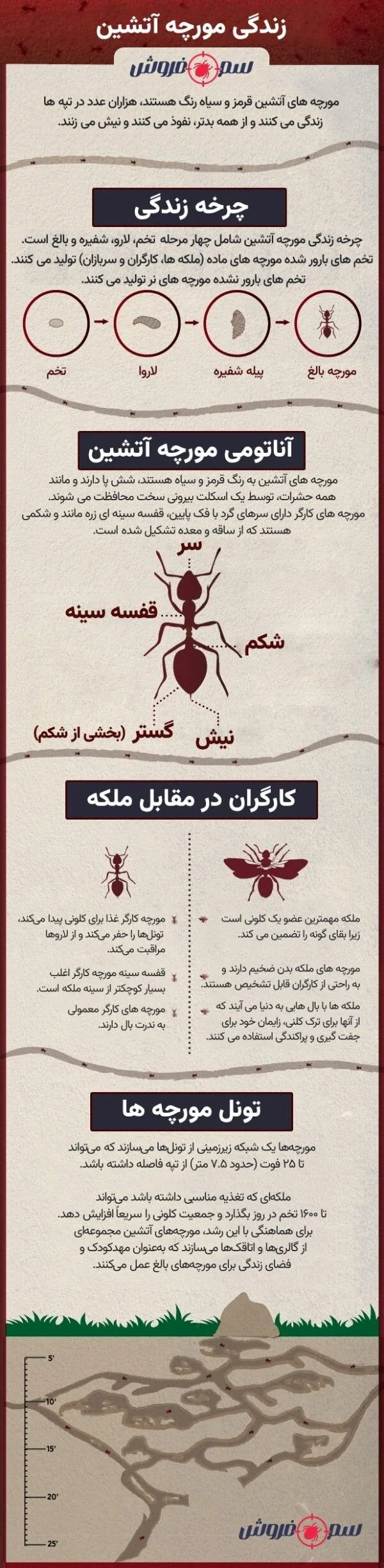مورچه   چرخه زندگی مورچه   فرض مورچه ملکه با مورچه کارگر