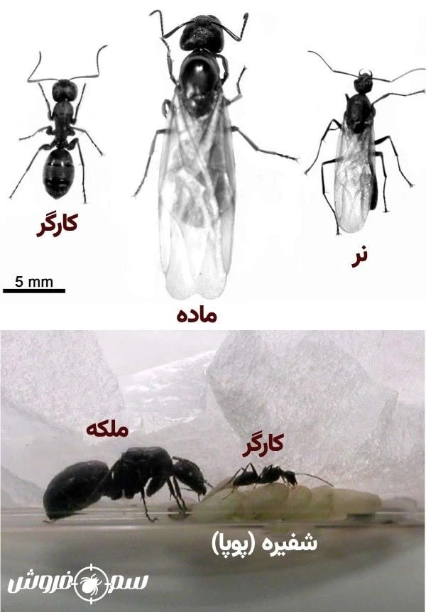 عکس مورچه   نر و ماده   مورچه کارگر – عکس مورچه ملکه