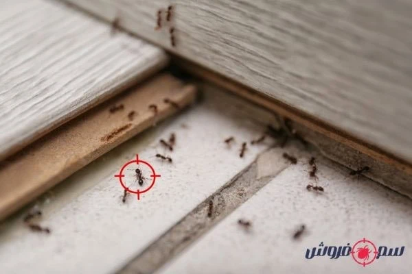 دفع مورچه با روش های خانگی