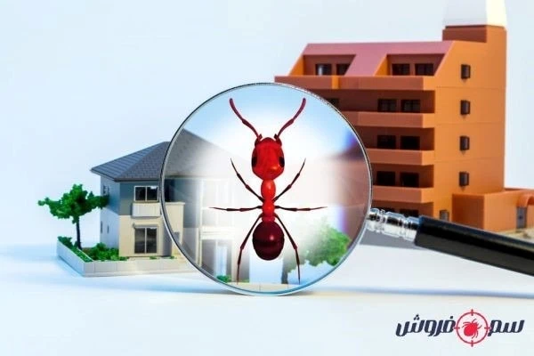 جلوگیری از ورود مورچه به خانه