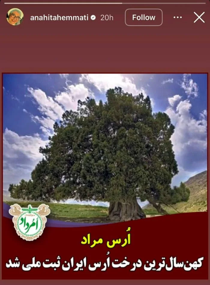 درخت ارس مراد