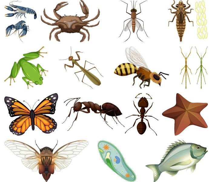 دسته های مختلف جانوران