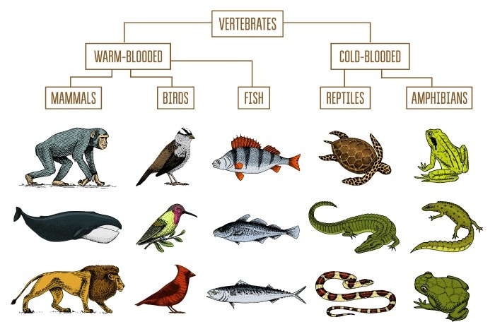 مهره ‌داران