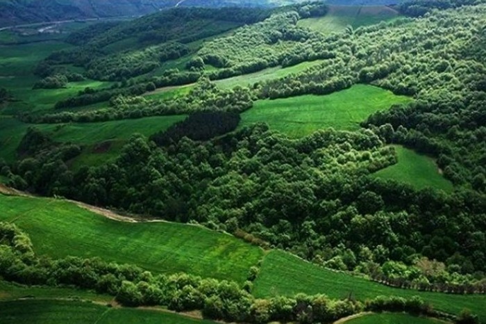 جنگل های هیرکانی 