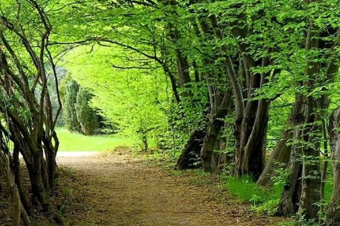 قدمت جنگل های هیرکانی حیوانات جنگل های هیرکانی