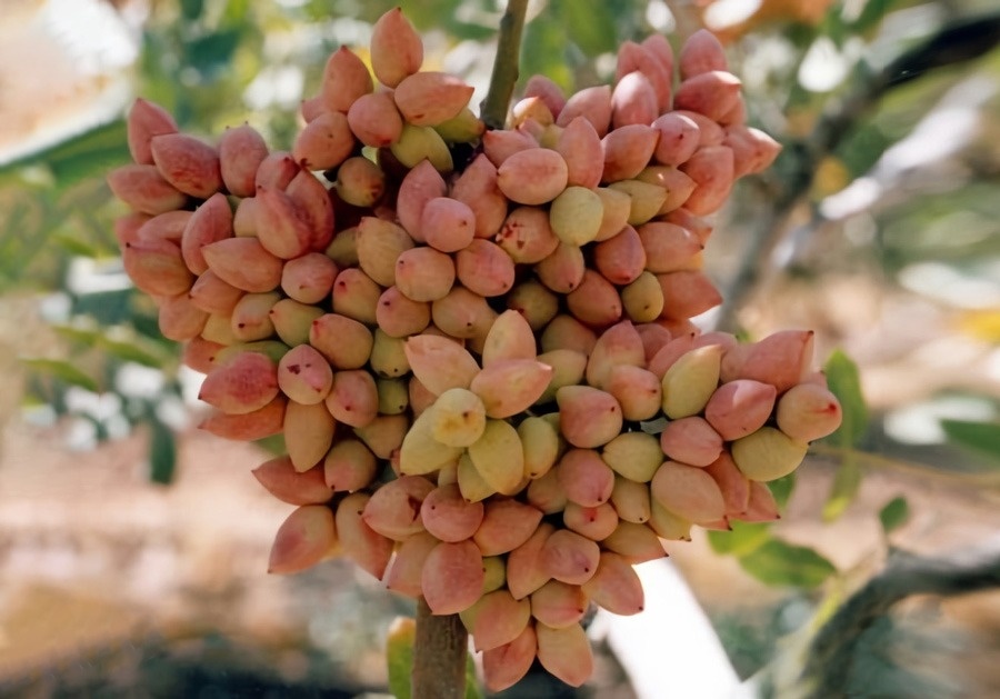 نهال پسته اصلاح شده