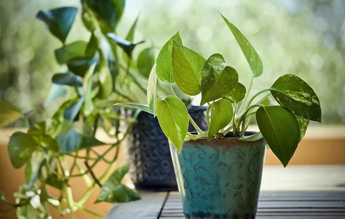 آبیاری گیاهان آپارتمانی