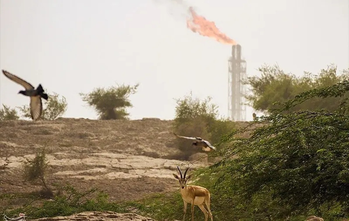 جزیره خارک