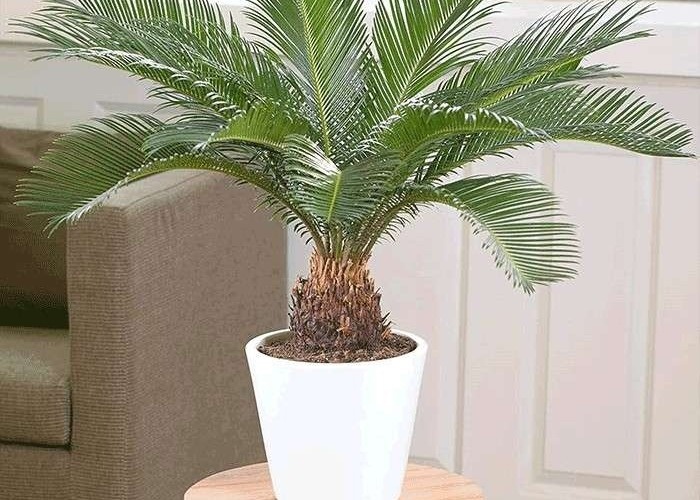 سیکاس