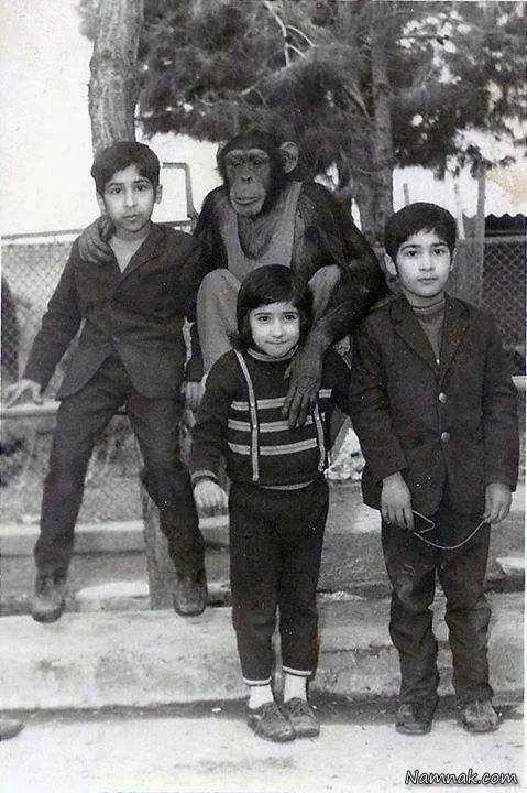 پهلوان شیرگیر
