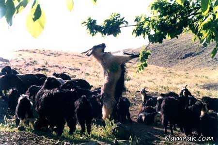 روستای فردو